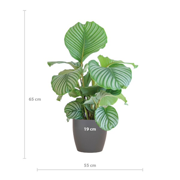Maat Calathea Orbifolia