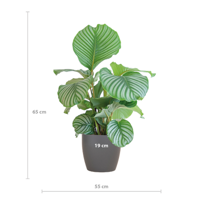 Maat Calathea Orbifolia