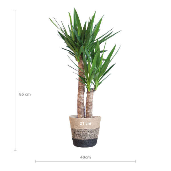 Maat van een Yucca kamerplant