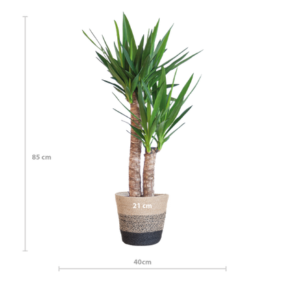 Maat van een Yucca kamerplant