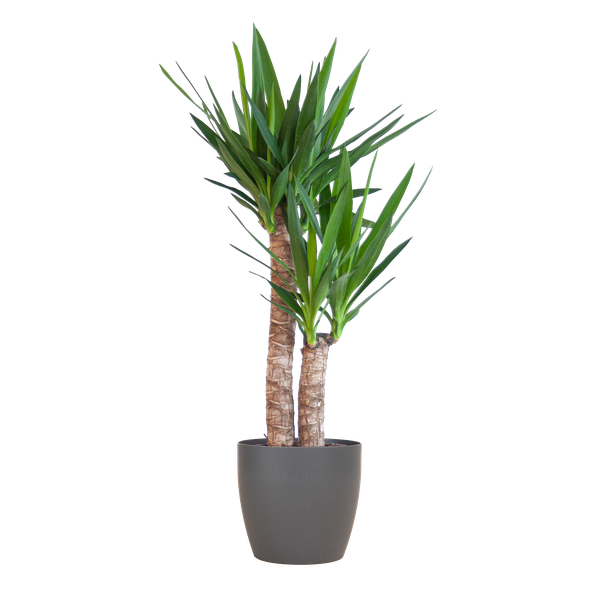 Plant met woestijnlook als interieuraccessoire