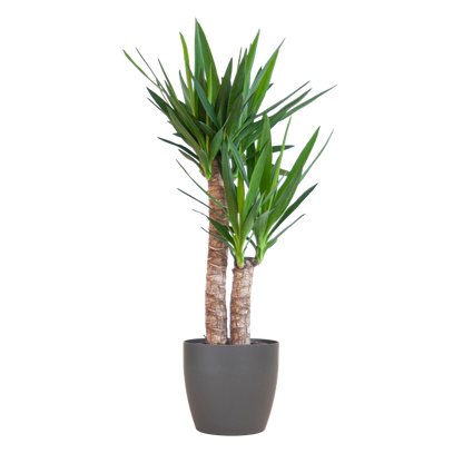 Plant met woestijnlook als interieuraccessoire