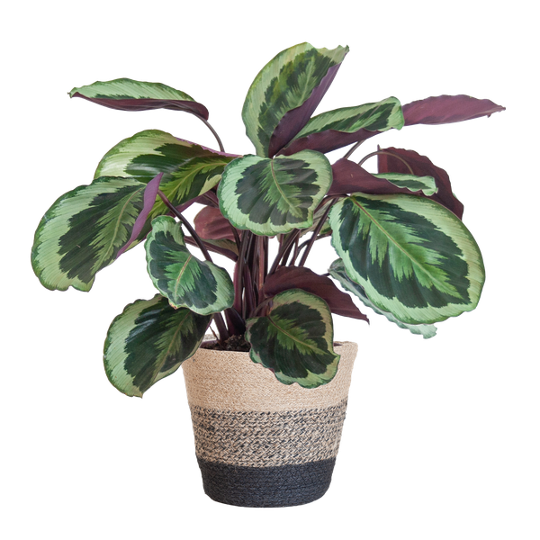 Stijlvolle plant voor een botanisch interieur