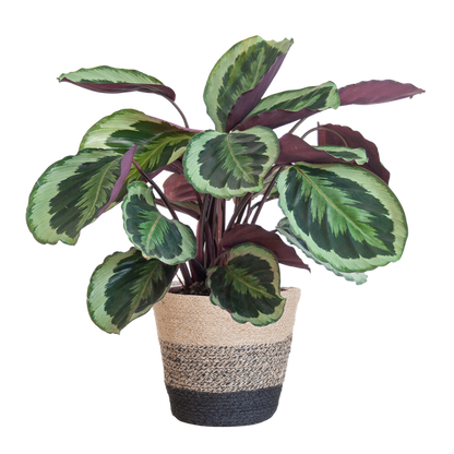 Stijlvolle plant voor een botanisch interieur
