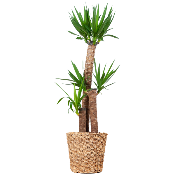 Stoere kamerplant Yucca XL