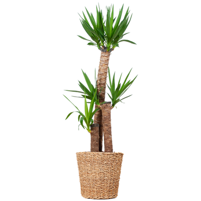 Stoere kamerplant Yucca XL