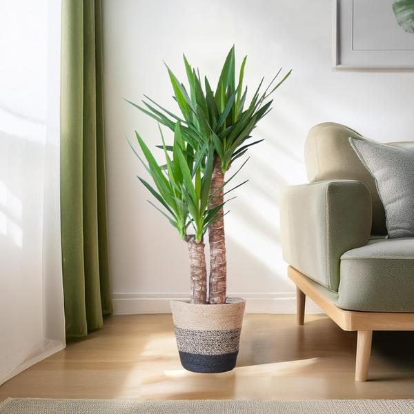 Stoere kamerplant Yucca in modern interieur