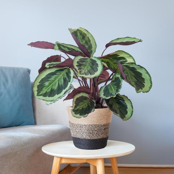 Tropische kamerplant Calathea Medallion in stijlvolle pot