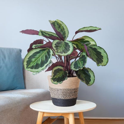 Tropische kamerplant Calathea Medallion in stijlvolle pot