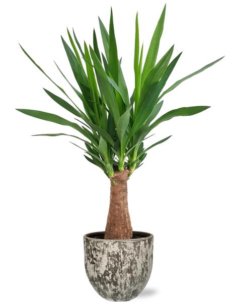 Yucca Maya Tree in mooie sierpot