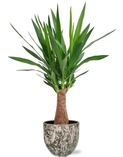 Yucca Maya Tree in mooie sierpot