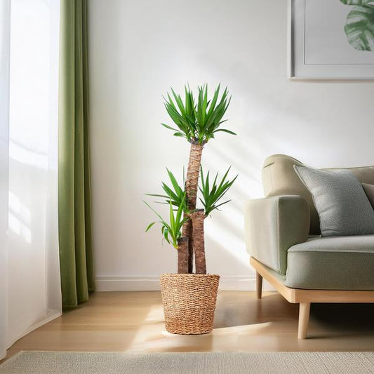 Yucca XL kamerplant met dikke stam en puntige bladeren