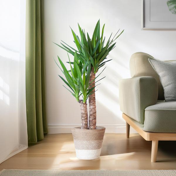 Yucca in sierpot bij een raam met veel zonlicht