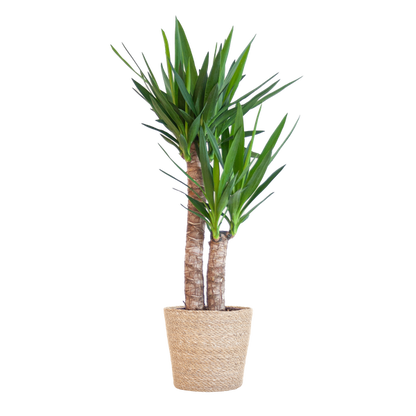 Yucca in stijlvolle japandi mand