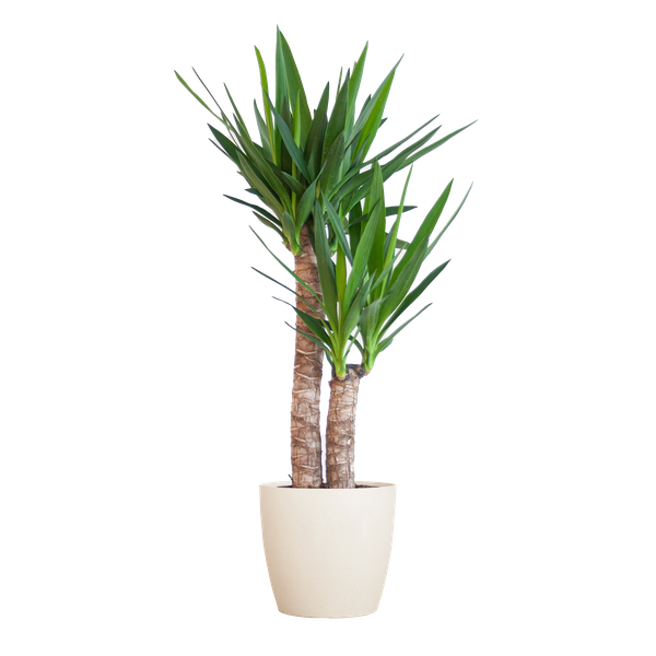 Yucca in witte sierpot