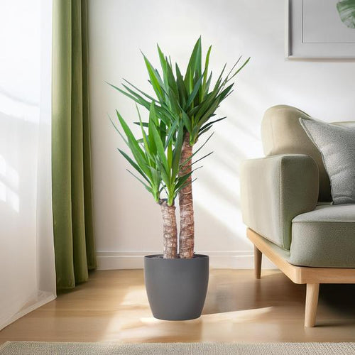 Yucca kamerplant