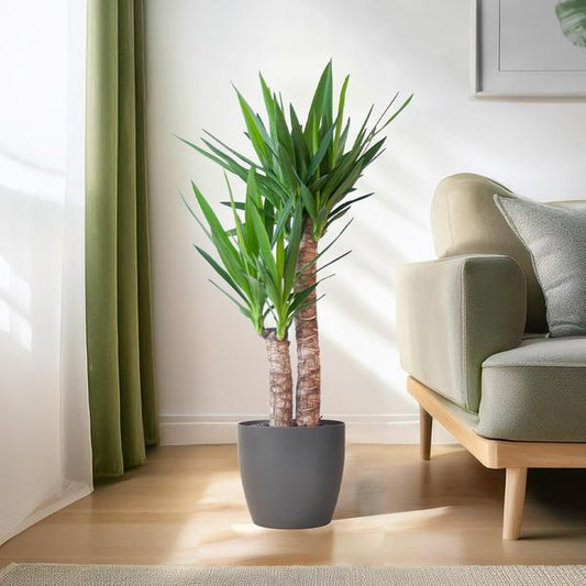 Yucca kamerplant