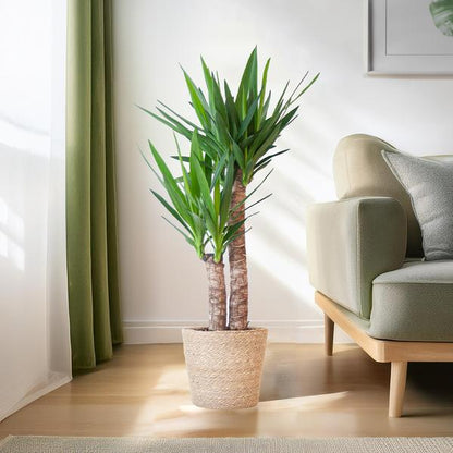 Yucca kamerplant met dikke stam en puntige bladeren