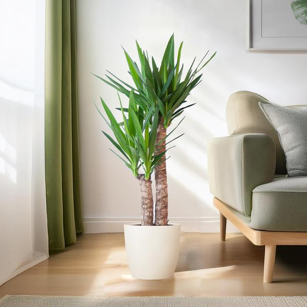 Yucca op een lichte vloer naast een designstoel