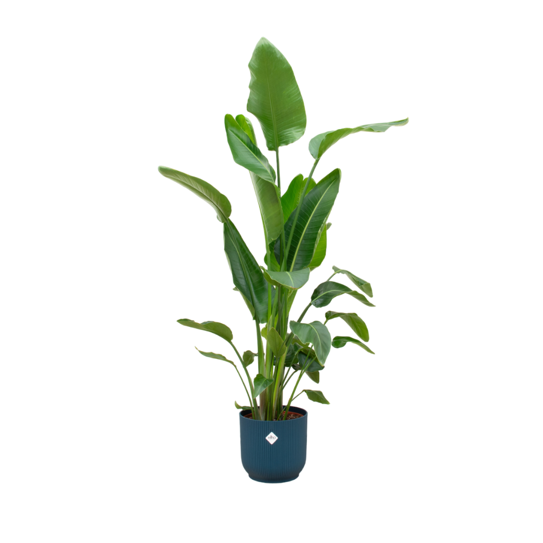 Strelitzia Nicolai (Paradijsvogelplant) Een grote kamerplant met grote, groene bladeren die doen denken aan een paradijsvogel. Geeft een tropisch gevoel aan je ruimte.