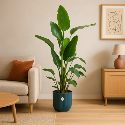 Strelitzia Nicolai (Paradijsvogelplant) Een grote kamerplant met grote, groene bladeren die doen denken aan een paradijsvogel. Geeft een tropisch gevoel aan je ruimte.