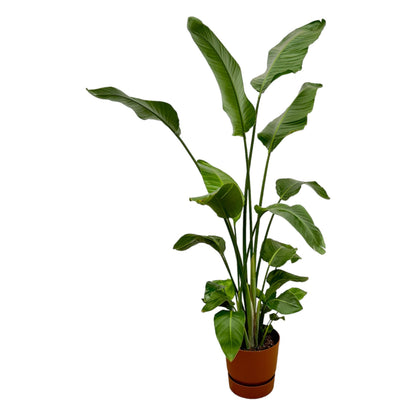 Strelitzia Nicolai (Paradijsvogelplant) Een grote kamerplant met grote, groene bladeren die doen denken aan een paradijsvogel. Geeft een tropisch gevoel aan je ruimte.