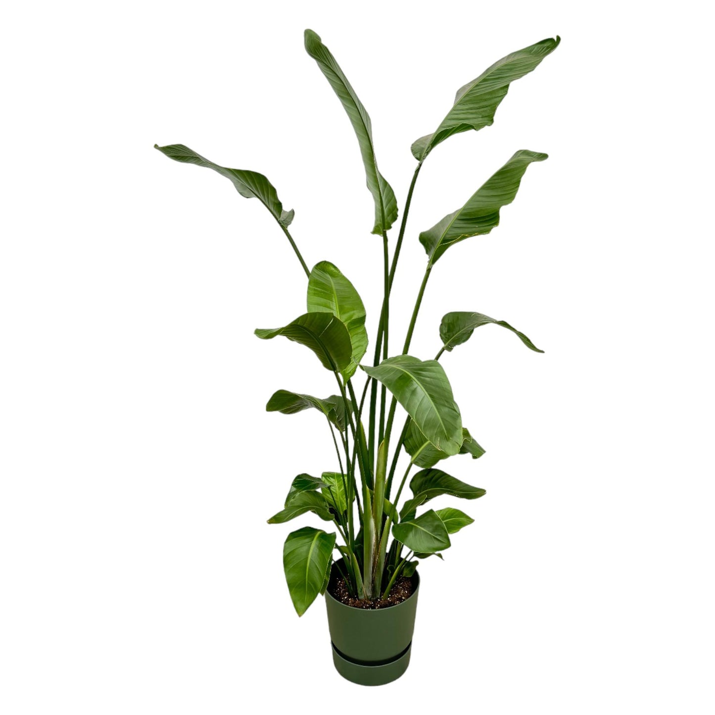 Strelitzia Nicolai (Paradijsvogelplant) Een grote kamerplant met grote, groene bladeren die doen denken aan een paradijsvogel. Geeft een tropisch gevoel aan je ruimte.