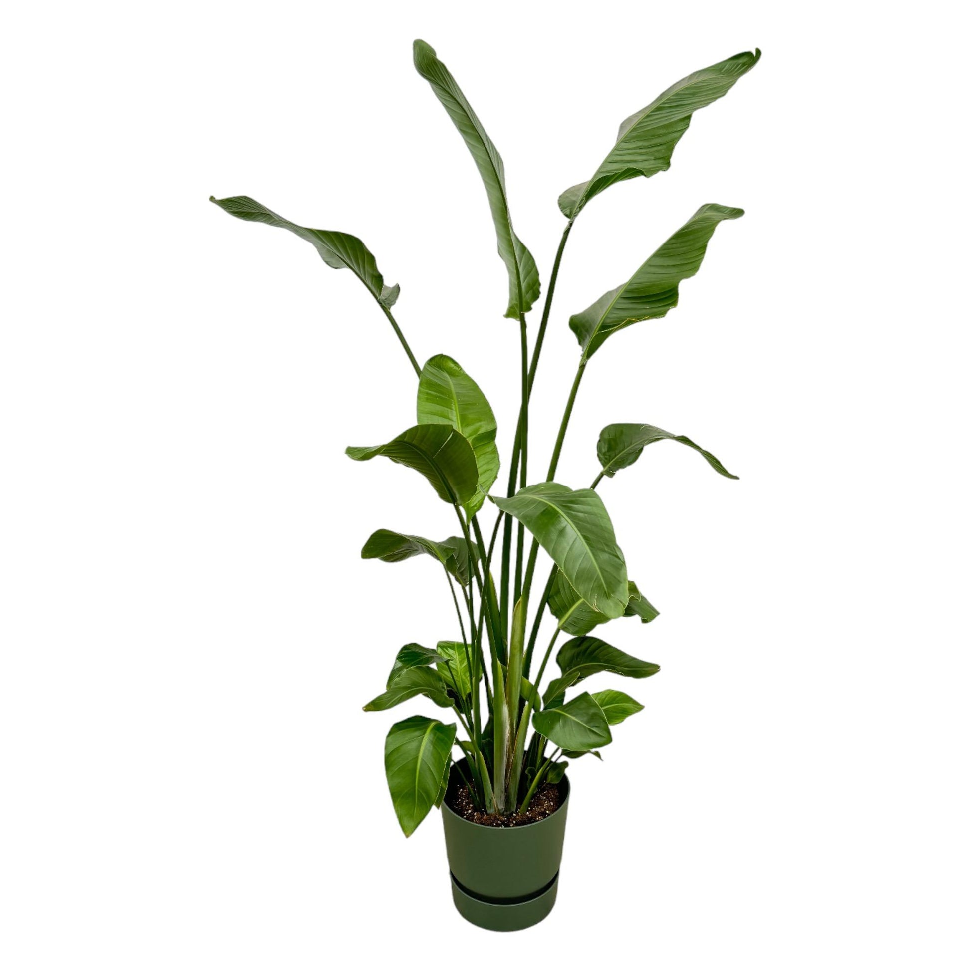 Strelitzia Nicolai (Paradijsvogelplant) Een grote kamerplant met grote, groene bladeren die doen denken aan een paradijsvogel. Geeft een tropisch gevoel aan je ruimte.