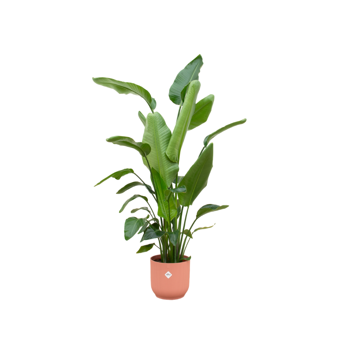 Strelitzia Nicolai (Paradijsvogelplant) Een grote kamerplant met grote, groene bladeren die doen denken aan een paradijsvogel. Geeft een tropisch gevoel aan je ruimte.