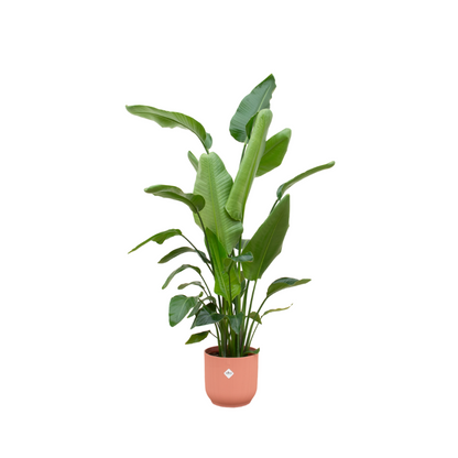Strelitzia Nicolai (Paradijsvogelplant) Een grote kamerplant met grote, groene bladeren die doen denken aan een paradijsvogel. Geeft een tropisch gevoel aan je ruimte.