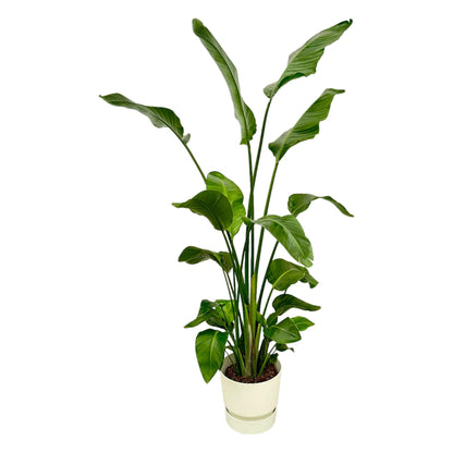 Strelitzia Nicolai (Paradijsvogelplant) Een grote kamerplant met grote, groene bladeren die doen denken aan een paradijsvogel. Geeft een tropisch gevoel aan je ruimte.