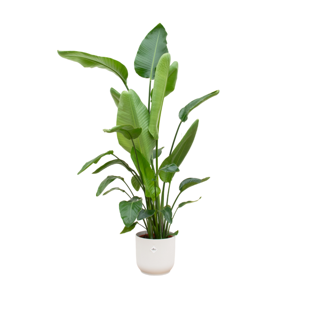 Strelitzia Nicolai (Paradijsvogelplant) Een grote kamerplant met grote, groene bladeren die doen denken aan een paradijsvogel. Geeft een tropisch gevoel aan je ruimte.