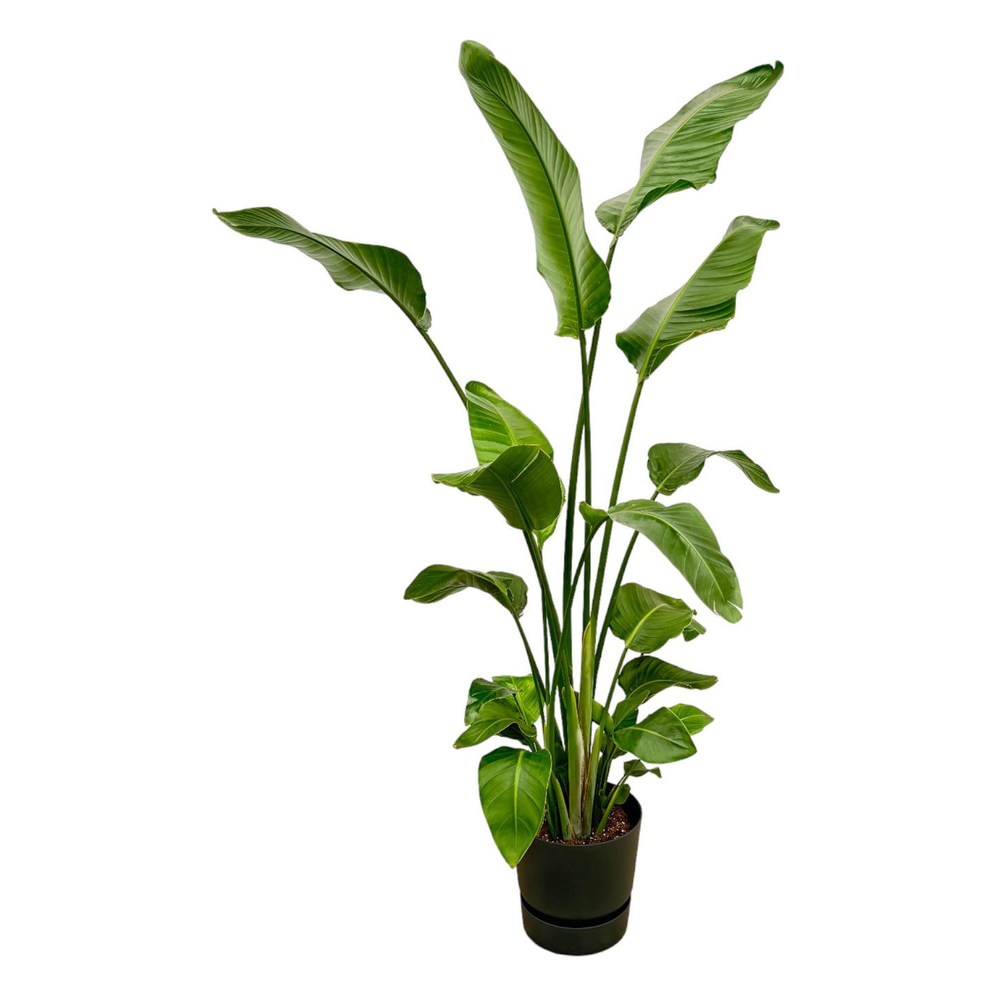 Strelitzia Nicolai (Paradijsvogelplant) Een grote kamerplant met grote, groene bladeren die doen denken aan een paradijsvogel. Geeft een tropisch gevoel aan je ruimte.
