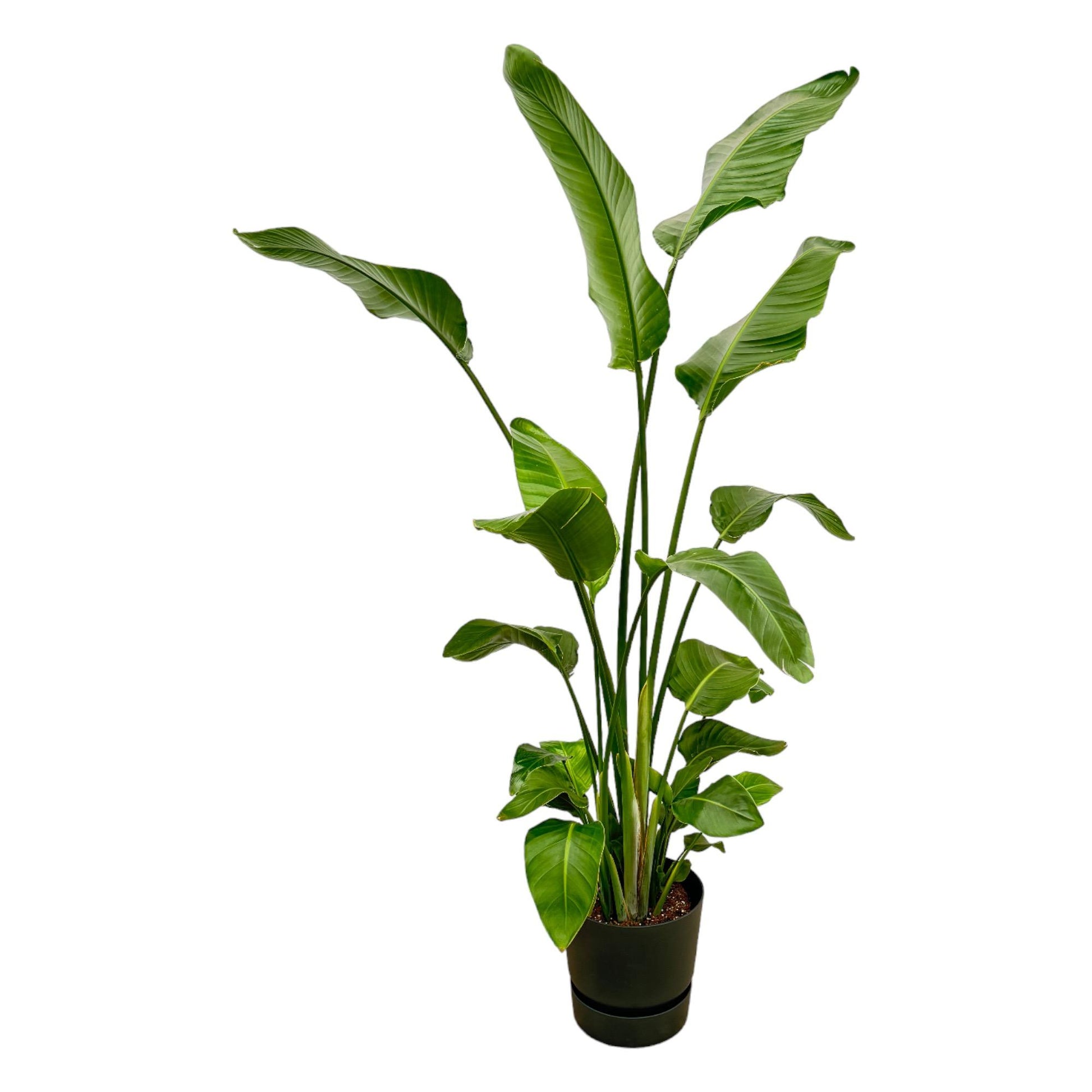 Strelitzia Nicolai (Paradijsvogelplant) Een grote kamerplant met grote, groene bladeren die doen denken aan een paradijsvogel. Geeft een tropisch gevoel aan je ruimte.