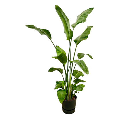 Strelitzia Nicolai (Paradijsvogelplant) Een grote kamerplant met grote, groene bladeren die doen denken aan een paradijsvogel. Geeft een tropisch gevoel aan je ruimte.