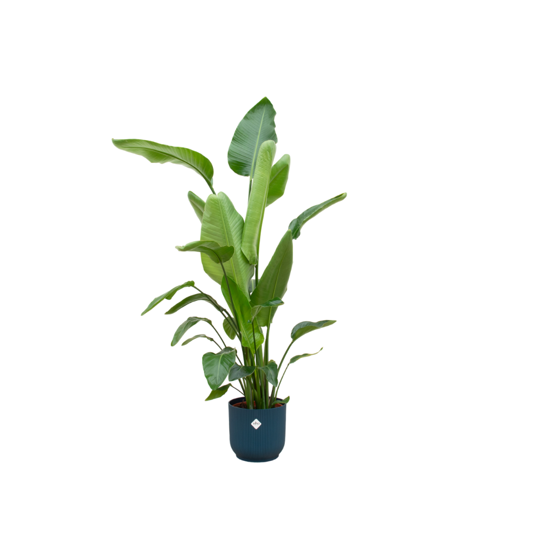 Strelitzia Nicolai (Paradijsvogelplant) Een grote kamerplant met grote, groene bladeren die doen denken aan een paradijsvogel. Geeft een tropisch gevoel aan je ruimte.