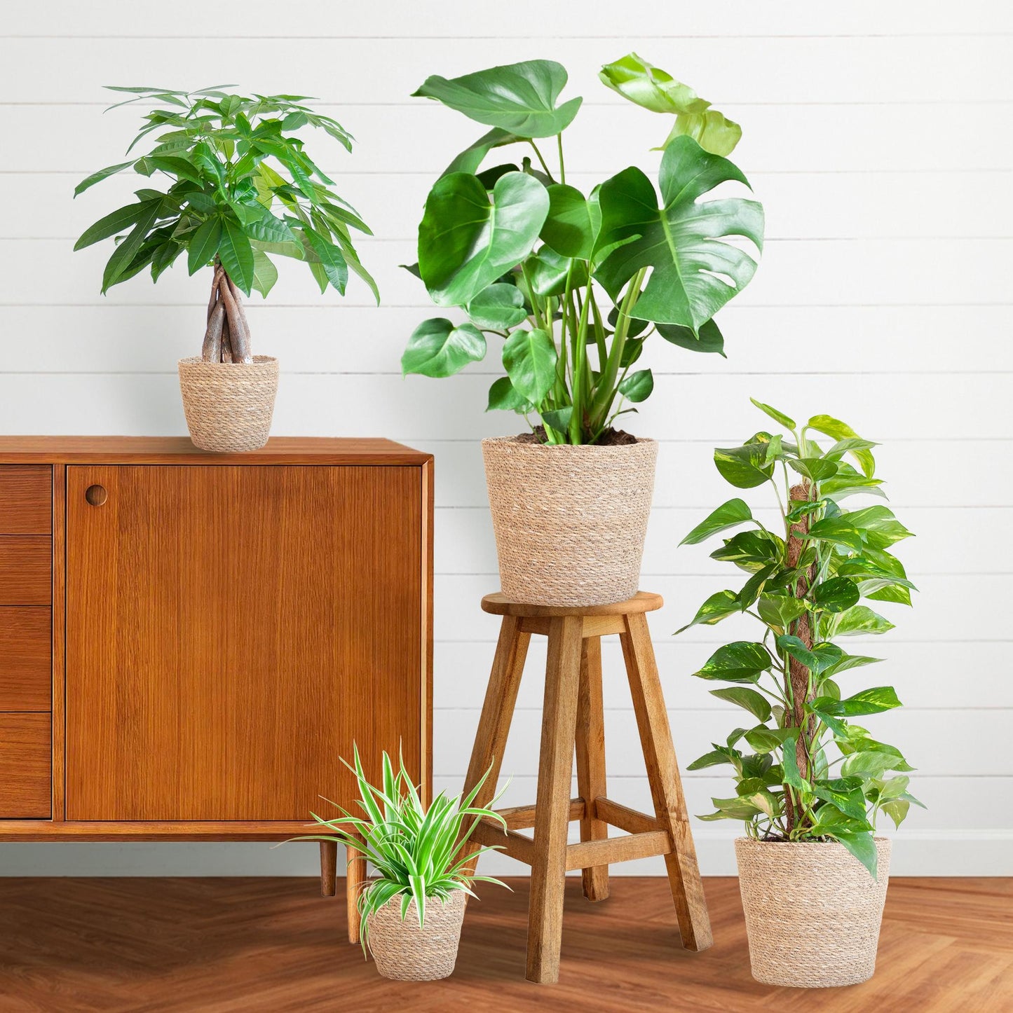 Easy Care Plantenbox - Medium | Weinig Onderhoud & Luchtzuiverend