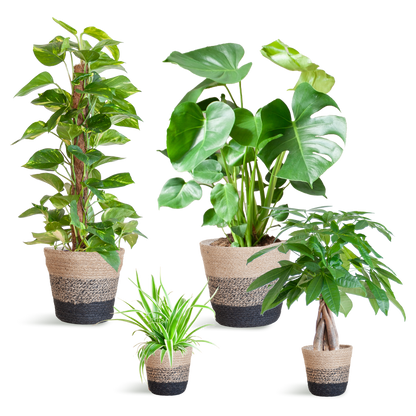 Easy Care Plantenbox - Medium | Weinig Onderhoud & Luchtzuiverend
