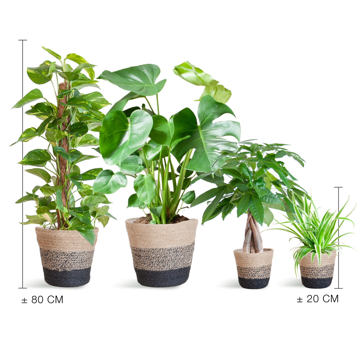 Easy Care Plantenbox - Medium | Weinig Onderhoud & Luchtzuiverend