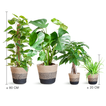 Easy Care Plantenbox - Medium | Weinig Onderhoud & Luchtzuiverend