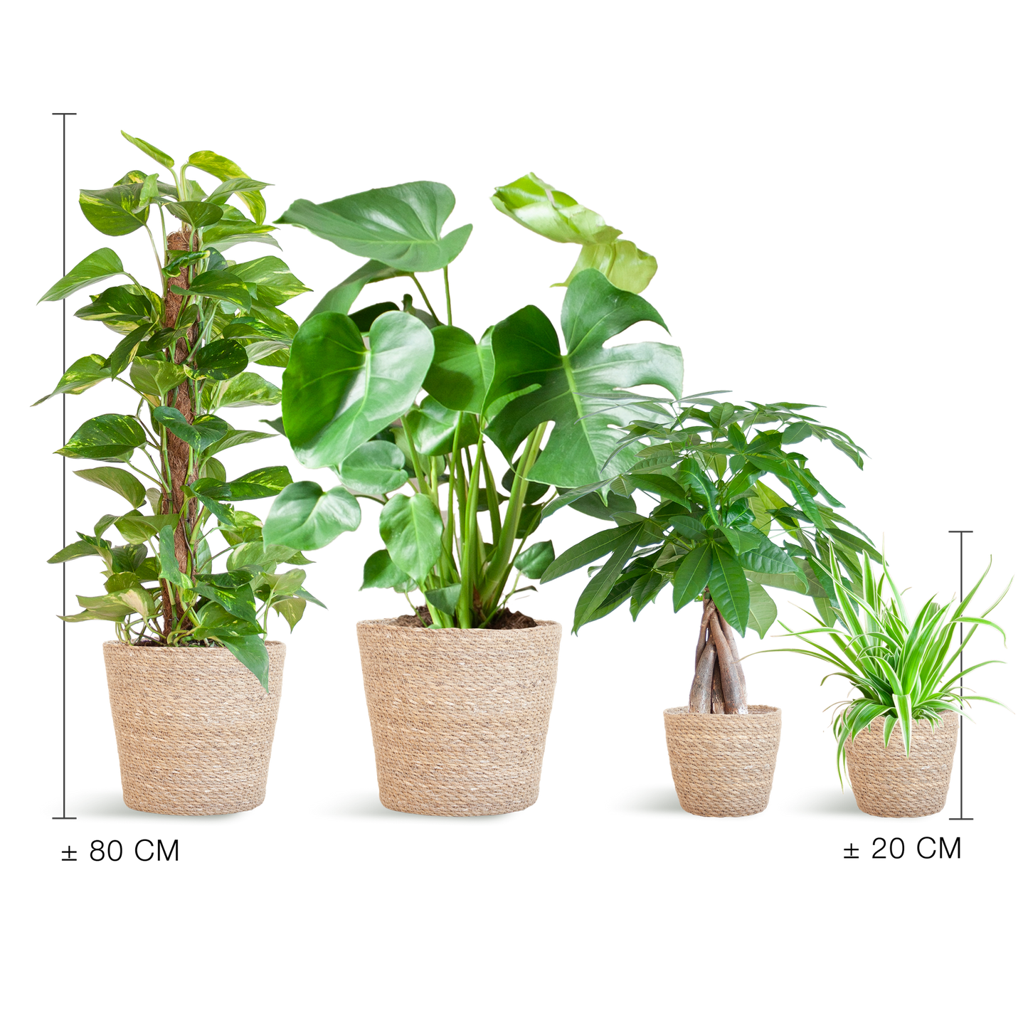 Easy Care Plantenbox - Medium | Weinig Onderhoud & Luchtzuiverend