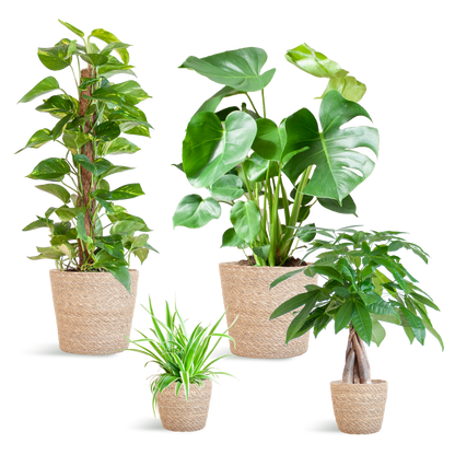 Easy Care Plantenbox - Medium | Weinig Onderhoud & Luchtzuiverend