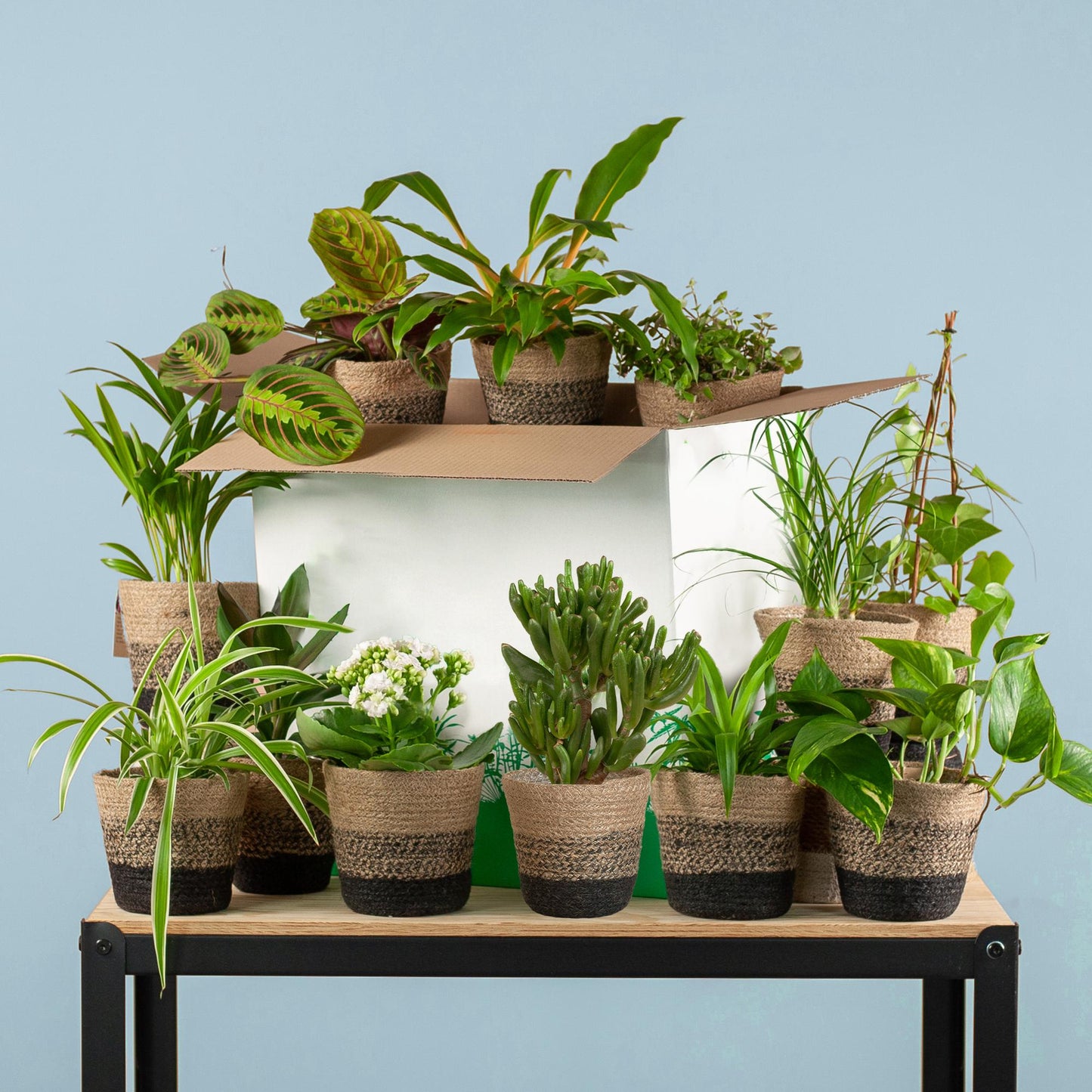 Groene Kneusjesbox - 12 Kamerplanten | Voordelig, Duurzaam & Makkelijk te Verzorgen