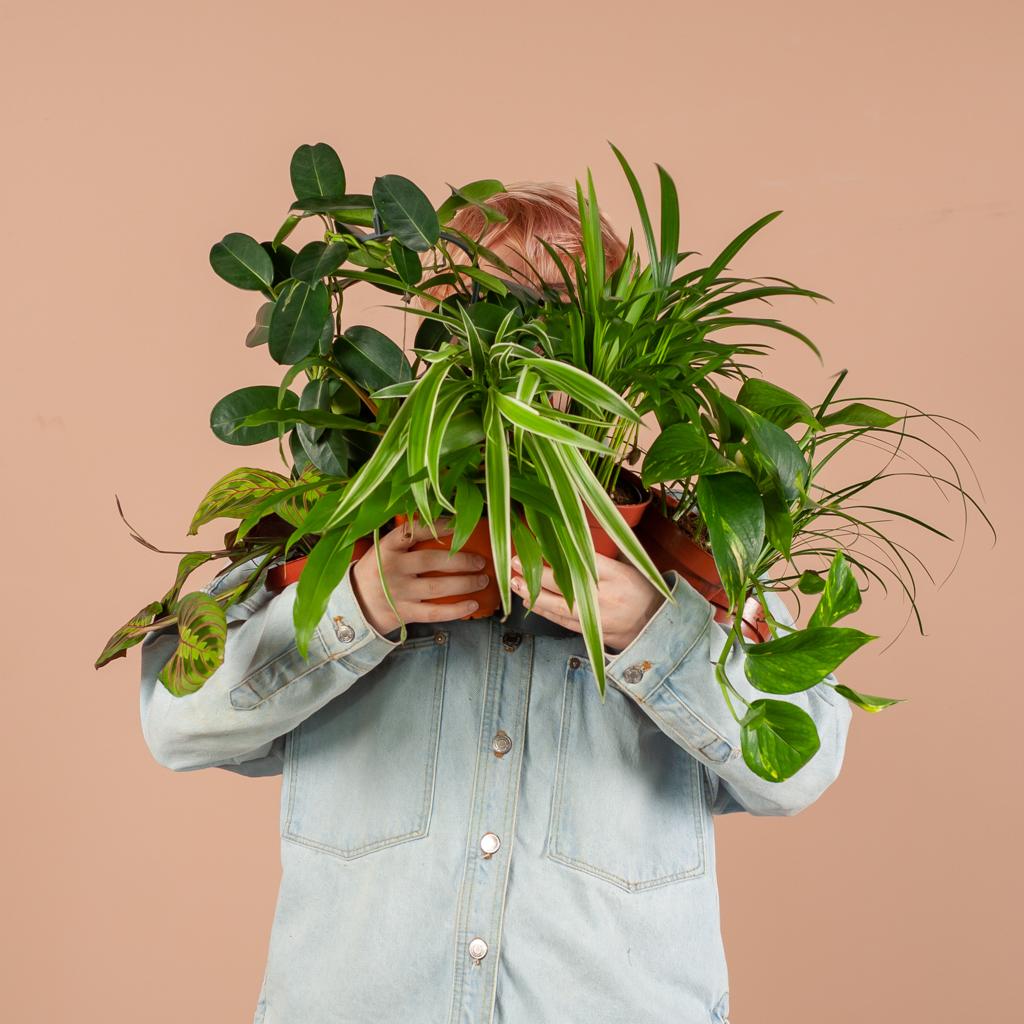 Groene Kneusjesbox - 12 Kamerplanten | Voordelig, Duurzaam & Makkelijk te Verzorgen