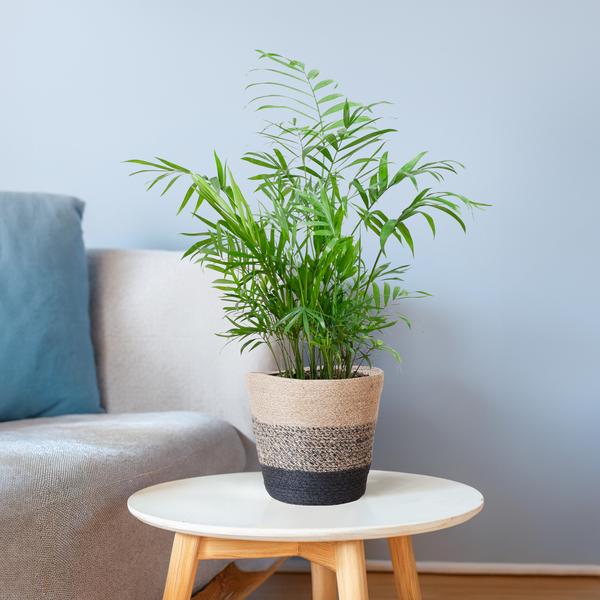 Chamaedorea Elegans - Mexicaanse Bergpalm | 55 cm | Potmaat 17 cm | Luchtzuiverend, Makkelijk & Diervriendelijk