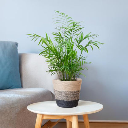 Chamaedorea Elegans - Mexicaanse Bergpalm | 55 cm | Potmaat 17 cm | Luchtzuiverend, Makkelijk & Diervriendelijk