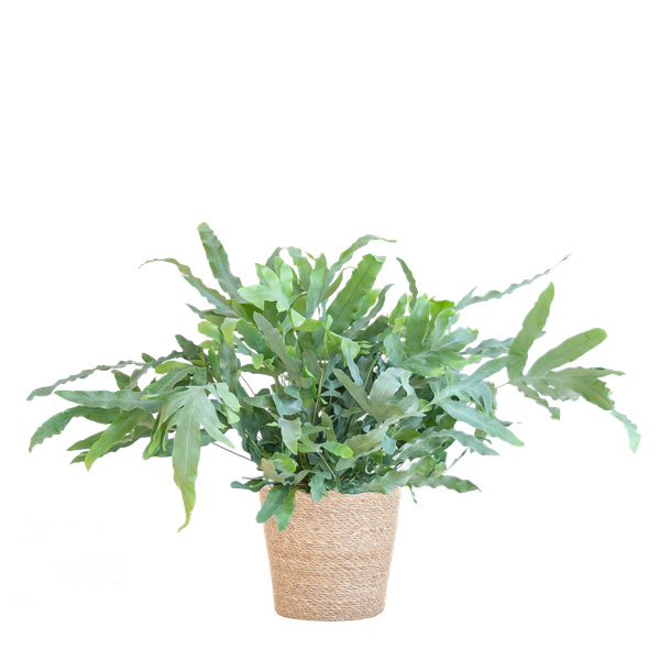 Phlebodium Aureum - Blauwvaren | 40 cm | Potmaat Ø17 cm | Luchtzuiverend, Makkelijk & Diervriendelijk