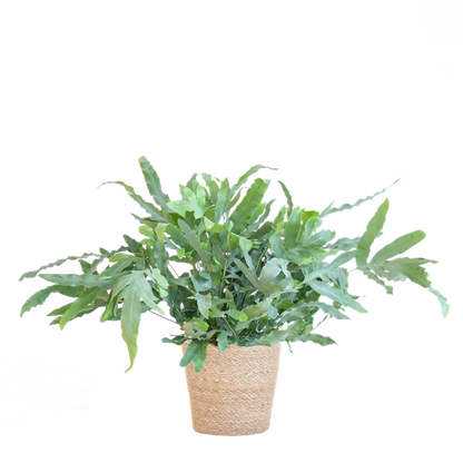 Phlebodium Aureum - Blauwvaren | 40 cm | Potmaat Ø17 cm | Luchtzuiverend, Makkelijk & Diervriendelijk