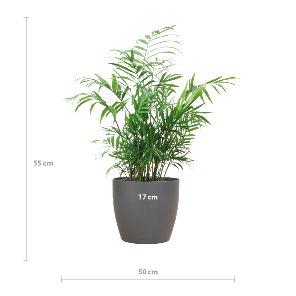 Chamaedorea Elegans - Mexicaanse Bergpalm | 55 cm | Potmaat 17 cm | Luchtzuiverend, Makkelijk & Diervriendelijk