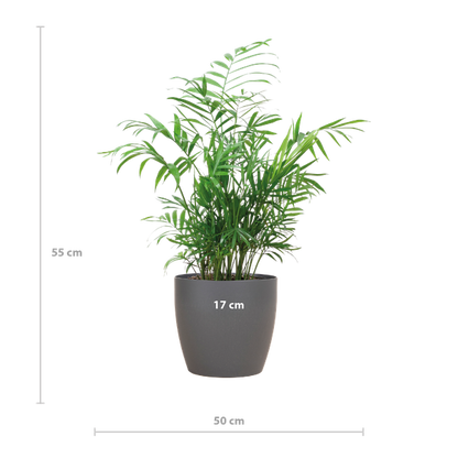 Chamaedorea Elegans - Mexicaanse Bergpalm | 55 cm | Potmaat 17 cm | Luchtzuiverend, Makkelijk & Diervriendelijk
